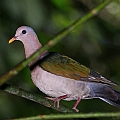 Emerald Dove<br />Canon EOS 6D + EF400 F5.6L + SPEEDLITE 580EXII + Better Beamer